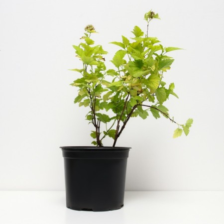 Bubble of Kalinolite Angel Gold, C3 pot, H10-50 height, 1 pc, summer 2024-1