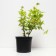 Bubble of Kalinolite Angel Gold, C3 pot, H10-50 height, 1 pc, summer 2024