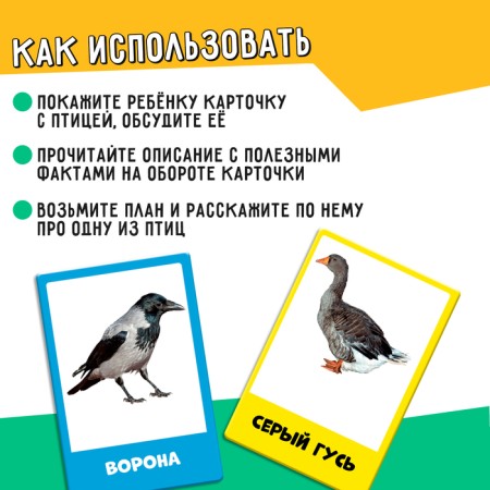 Developing set "Migratory and wintering birds"-2