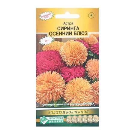 Flowers of Astra Puptore Siring Autumn Blues, 8 pcs