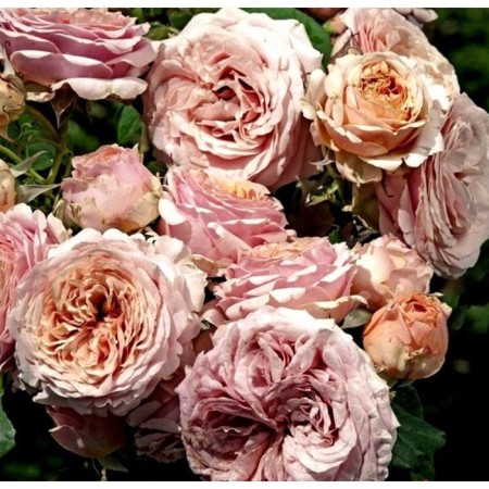 Seedling Rosa Quincy Jones, Hybrid Tea, 2 l., Summer 2024