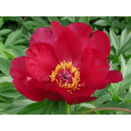 Pion Gibride Skarlet Heven, C3.5 pot, 1 pc, summer 2024