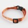 A collar for dogs and cats with Fasteks "damn good", 30x1 cm