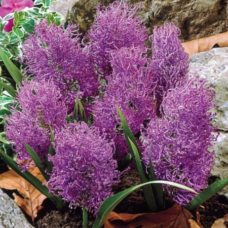 Muscari Khokhlatty Plumozum, 7/8 rr, 10 pcs, 15-20 h (cm), autumn 2024