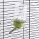 Drill for rodents, 250 ml, fastening-spring, green