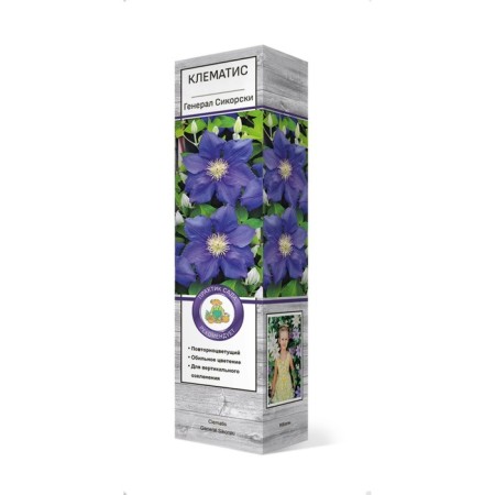 Clematis large -flowered "General Sikorsky", 1 pc, tube, spring 2025