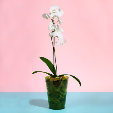 Pot for orchids, 1.2 l, 12.5 × 16.6 cm, plastic, transparent green-2
