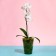 Pot for orchids, 1.2 l, 12.5 × 16.6 cm, plastic, transparent green