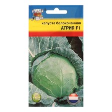 White cabbage seeds 