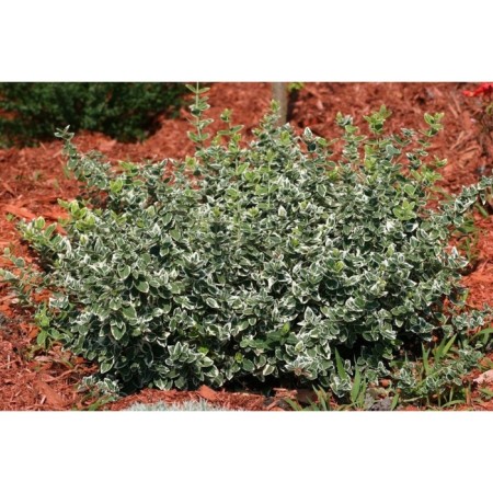 Birch Forchuna Emerald Gayeti, C2 pot, H10-50 height, 1 pc, summer 2024