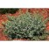 Birch Forchuna Emerald Gayeti, C2 pot, H10-50 height, 1 pc, summer 2024