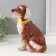 Piggy bank "Dog Tuzik" brown, 21.5 cm