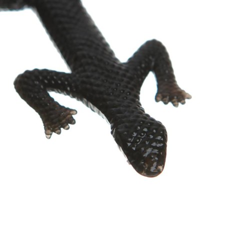 Velcro "Gades", species mix-6
