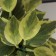 Bonsai in the pot "Host Galant Galant" 20x9 cm, green