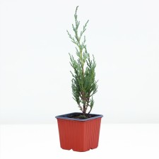 Rock juniper 