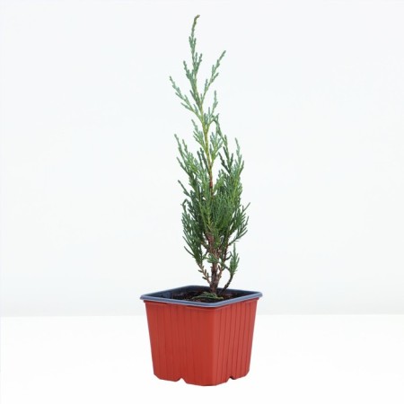 Rock juniper "Monglou", P9, 1pc, h 3-20 cm, spring 2024
