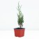 Rock juniper "Monglou", P9, 1pc, h 3-20 cm, spring 2024