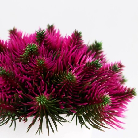 Bonsai in the pot "Fluffy needles" 10x11 cm, mix-1