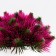 Bonsai in the pot "Fluffy needles" 10x11 cm, mix
