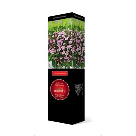 Weigel flowering Patio Lux "Pink Popet", 1 pc, tube, spring 2025-2