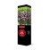 Weigel flowering Patio Lux "Pink Popet", 1 pc, tube, spring 2025