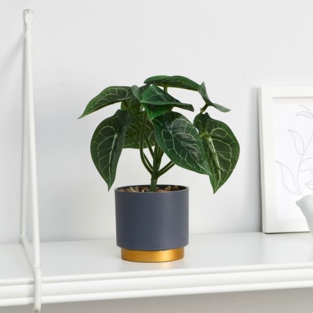 Bonsai in the pot "Alocasia Galant" 7.5x15 cm