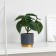 Bonsai in the pot "Alocasia Galant" 7.5x15 cm
