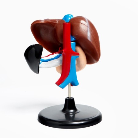 Liver's layout and 12-grace guts 14*23cm-6