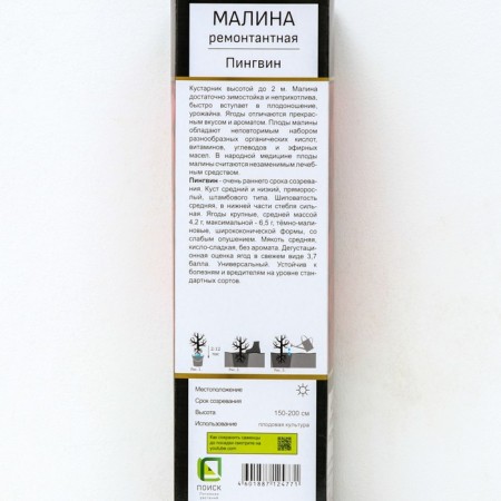 Raspberry repair varieties (bush type) "Penguin" 1 pc, tube, spring 2025-2