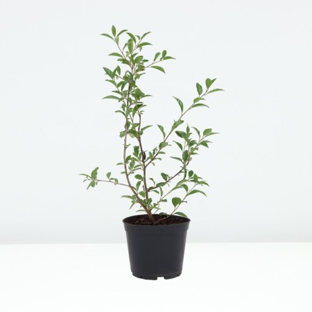 Stepnaya cherry is abundant, pot C3, 1 pc, summer 2024-1