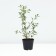 Stepnaya cherry is abundant, pot C3, 1 pc, summer 2024
