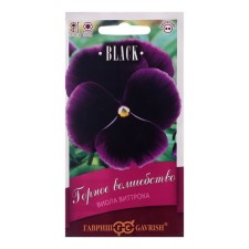Viola flowers 