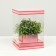 Box for flowers with a vase and PVC windows are folding, saturated pink, 16 x 23 x 16 cm