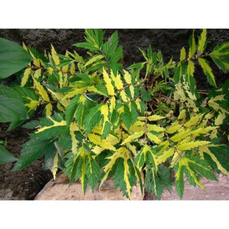 Labaznik Vyazolidy Variegata, rr I, 1 pc, spring 2025