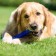 Toy training chewing "stick" hollow, 24.5 cm, blue