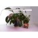 Line Light for plants Feron AL7002, IP40, 14 W, 873x20x31 mm, white color
