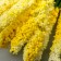 Decor for creativity "Ivan Tea" 1 bouquet = 10 yellow flowers 1.5x14 cm