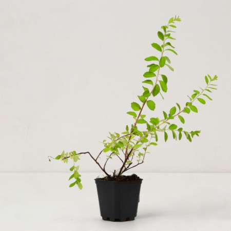Saperian spirea Nippon "June Bride", pot P9, Summer 2024-1
