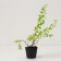 Saperian spirea Nippon "June Bride", pot P9, Summer 2024