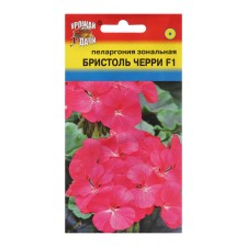 Flower seeds Pelargonium 