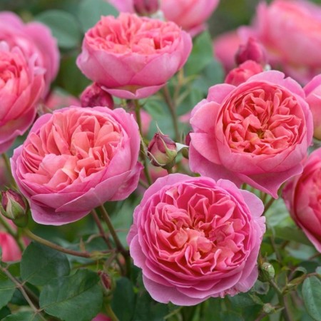 Seedling rose English park "Boscle", tube, 1 pc, spring 2025