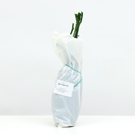 Seedling rose Tea-hybrid violet perfume, 1 pc, spring 2024-3