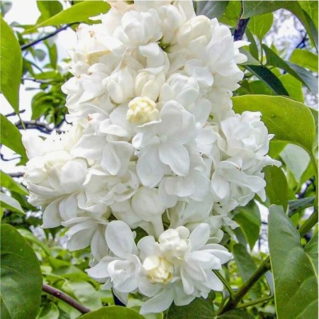 Lilac Ordinary Monica Lemuan, C3 Pot, 1 pc, summer 2024