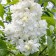Lilac Ordinary Monica Lemuan, C3 Pot, 1 pc, summer 2024