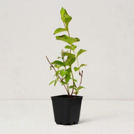 Veigel seedling flowering "Eva Rathke", P9 pot, summer 2024-1
