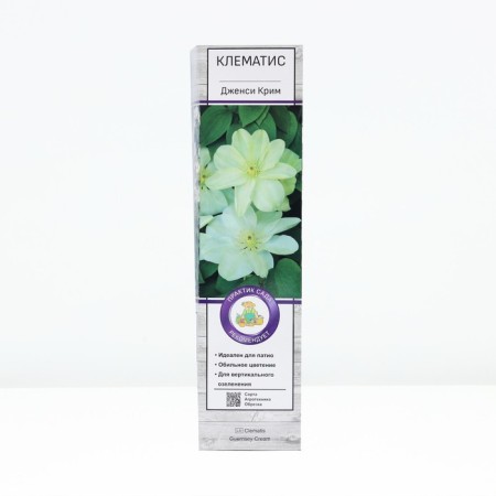 Clematis large -flowered "Jensi Crim", tube, 1 pc, spring 2025
