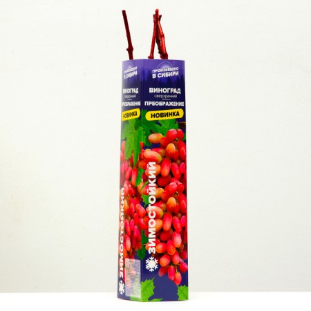 Grape seedling "Transfiguration", 1 pc, spring 2024-1
