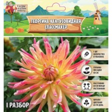 Георгина Кактусовидная "SPASSMACHER" , р-р I, 1 шт, Весна 2024