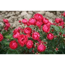 Seedling rose miniature 