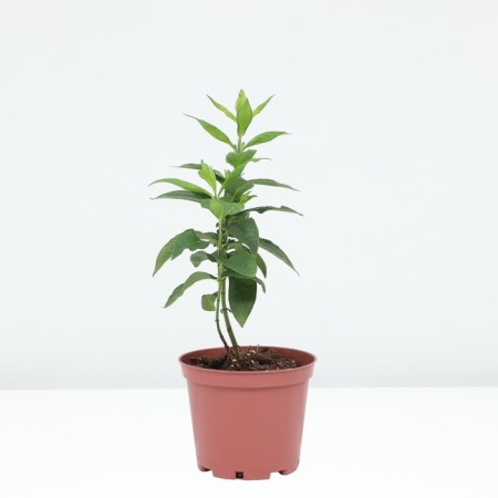 Flox blizzard Eugene, pot C2, 1 pc, summer 2024-1